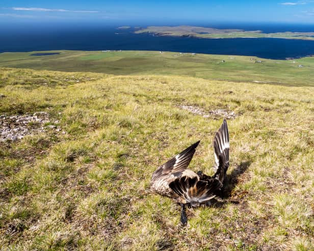 A great skua, which has died of bird flu on Sandness Hill on Mainland Shetland, looking towards Papa Stour (Photo: Ashley Cooper/RSPB)