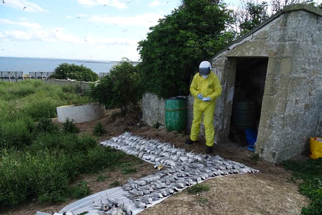 Staff dressed in PPE removing roseate terns that have died as from avian influenza from RSPB's Coquet Island Nature Reserve (Photo: Ibrahim Alfarwi/RSPB)