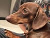 Twiglet: Miniature dachshund returned to family after video of theft in Essex made her 'too hot to handle'