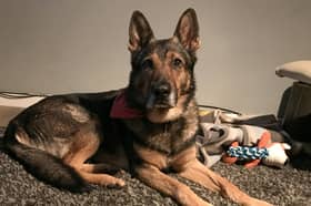 Police dog Finn, who suffered near fatal injuries protecting his handler PC Dave Wardell from a knife attack and then went on to appear on Britain's Got Talent, has died. Photo by SWNS.