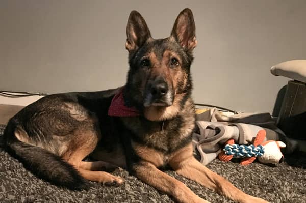 Police dog Finn, who suffered near fatal injuries protecting his handler PC Dave Wardell from a knife attack and then went on to appear on Britain's Got Talent, has died. Photo by SWNS.