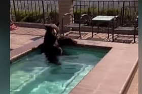 Burbank police found the furry visitor taking a dip as the county swelters in a heatwave (Image: Burbank police)