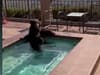Cooling off: Bear spotted relaxing in a jacuzzi during Southern California heatwave