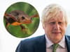 Boris Johnson promises to 'cohabit' with protected newts after they threatened pool plans