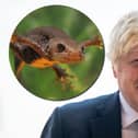 Boris Johnson's swimming pool plans have been hampered by the local newt population (Image: NationalWorld/Adobe Stock)