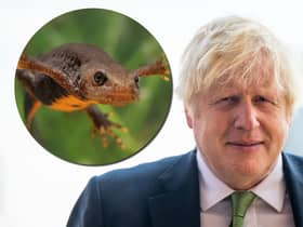 Boris Johnson's swimming pool plans have been hampered by the local newt population (Image: NationalWorld/Adobe Stock)