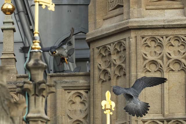 Peregrine falcons have even been spotted on the UK's Houses of Parliament (Photo by Dan Kitwood/Getty Images)