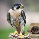 The UK's peregrine falcons, hedgehogs, newts, and bats have all come into conflict with construction projects in the past (NationalWorld/Adobe Stock)