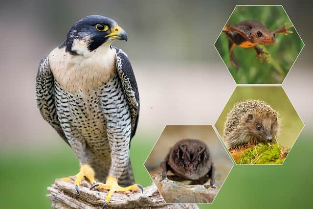 The UK's peregrine falcons, hedgehogs, newts, and bats have all come into conflict with construction projects in the past (NationalWorld/Adobe Stock)