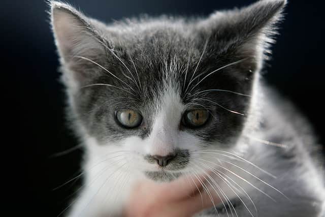 Two black and white kittens have died (not pictured) and two more are believed missing after the incident in Goole (Photo: Christopher Furlong/Getty Images)