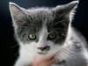 RSPCA: charity appeals for information after kittens ‘thrown from moving car’ in East Yorkshire