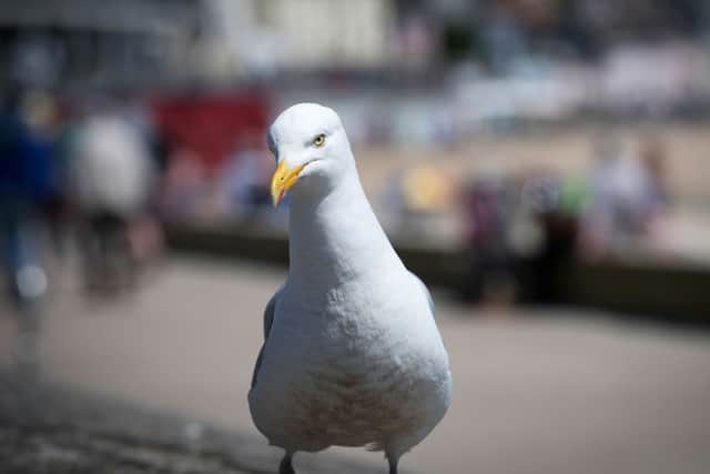 Herring gulls are some of the most frequently maligned (Photo by Matt Cardy/Getty Images)