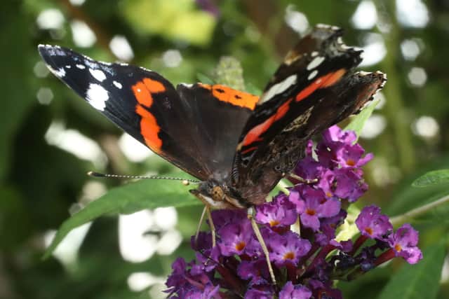 Red admiral butterflies usually fly south for the winter (Photo by Sean Gallup/Getty Images)