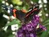 Big Butterfly Count: climate change to blame as survey suggests red admirals no longer migrating overseas