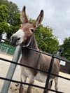 Animal park hunting for foal in need of a new mum - after much-loved resident donkey loses her baby