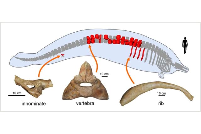 Graphic issued by Nature of the preserved bones of Perucetus colossus, a 39 million-year-old extinct whale which 'may be heaviest animal that ever lived'. The findings, published in the journal Nature, suggest this ancient whale had a body mass between 85 and 340 tonnes, making it up to three times heavier than a blue whale, which was previously thought to be the heaviest animal ever to exist.
