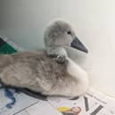 This cygnet unfortunately died after a fishing hook tore a hole in its neck (RSPCA/Supplied)