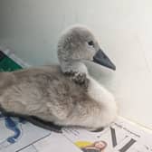This cygnet unfortunately died after a fishing hook tore a hole in its neck (RSPCA/Supplied)