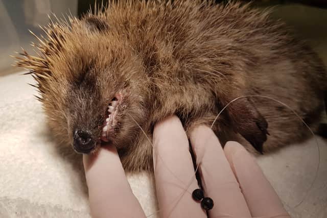 This hedgehog was discovered to have swallowed a fishing hook (RSPCA/Supplied)