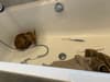 Happy ending for frightened fox cub rescued from bath tub by SSPCA