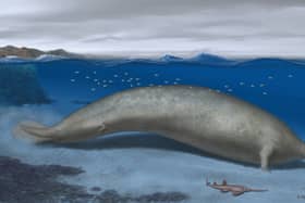 Illustration issued by Nature of a reconstruction of a Perucetus colossus in its coastal habitat. The 39 million-year-old extinct whale 'may be heaviest animal that ever lived'. 