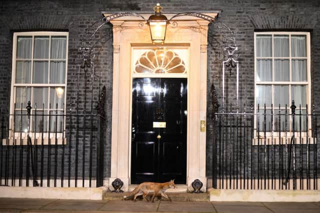 A fox trots past Number 10 Downing Street in Central London (Photo by DANIEL LEAL/AFP via Getty Images)