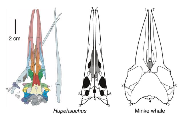 Skulls of Hupehsuchus (left and centre) and the minke whale (right) showing similar long snout with narrow, loose bones, indicating attachment of expandable throat pouch