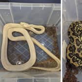 The two snakes were found abandoned in a cardboard box (Photo: NationalWorld/RSPCA)