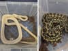 RSPCA: call for information after neglected carpet python snakes found abandoned in Yorkshire