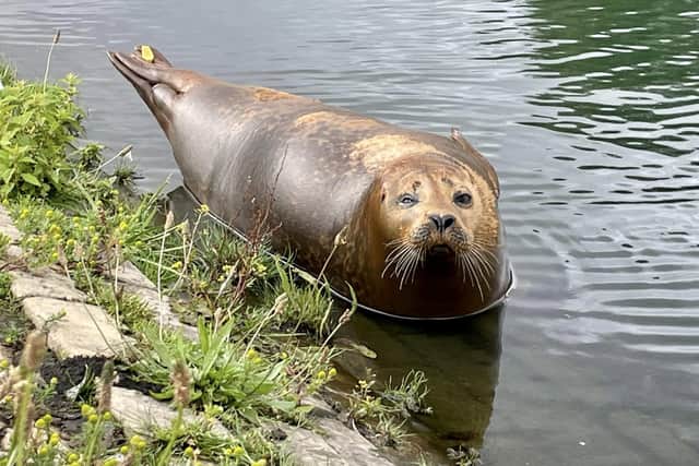  seal has been spotted sunbathing by a freshwater lake after making its way 30 miles inland from the coast