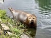 Nature lovers spot happy seal sunbathing by rowing lake 30 miles inland from the coast