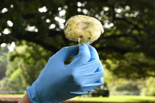 The Victorian Government have issued health alerts for death cap mushrooms  after favourable weather conditions in the past.(Photo by WILLIAM WEST/AFP via Getty Images)