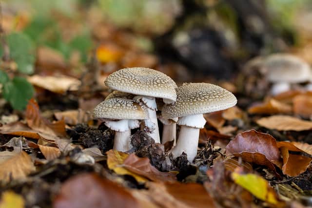 Panther amanita among the leaves in the forest in the fall (Photo: Adobe Stock)