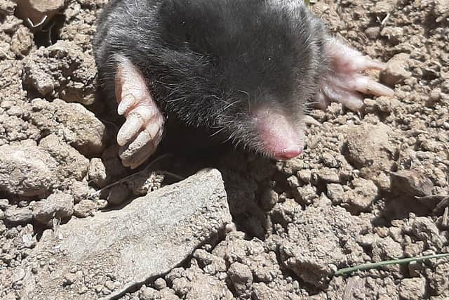 Two types of mole have been discovered (Ondokuz Mayis University/PA)