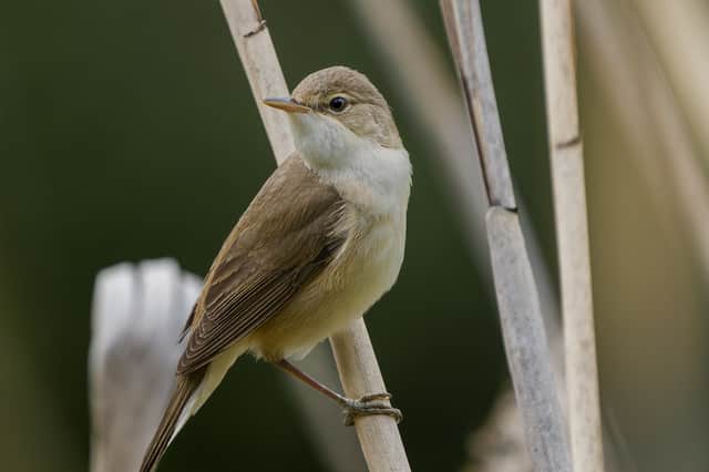 A reed warbler Dom snapped at Camley Street Natural Park (Photo: Dom Barker/Supplied)