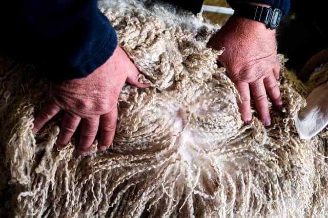 A man shows the quality of the hair of an Angora Goat's Mohair (Photo: WIKUS DE WET/AFP via Getty Images)