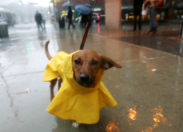 A dog wearing a raincoat