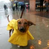 A dog wearing a raincoat
