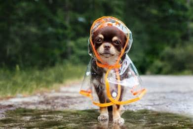 Dogs can be at risk in wet weather