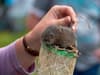 The voles are back in town: hundreds of endangered water voles reintroduced to Lake District National Park