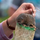 A water vole set to be released at Haweswater (Photo: Ben Challis/Eden Rivers Trust)