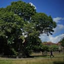 A sweet chestnut tree, planted at the request of King Charles II and thought to be around 360 years old, in London's Greenwich Park in London is one of the shortlisted trees (Photo: Yui Mok/PA Wire)