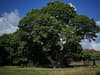 Tree of the Year 2023: which iconic UK trees made the shortlist - and how do you vote in this year's contest?