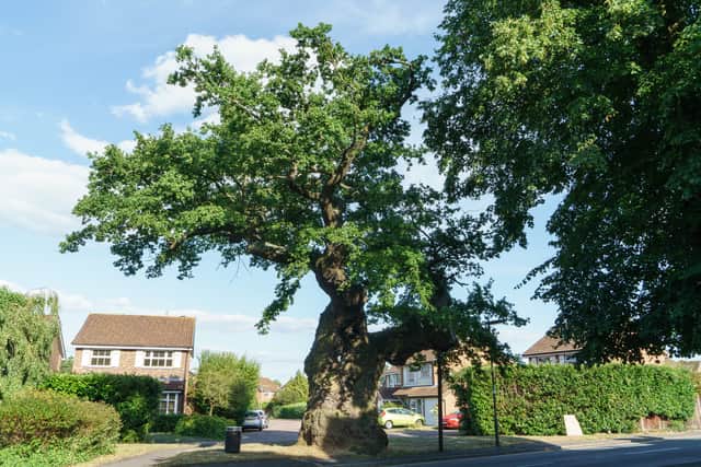The Crouch Oak of Surrey was also shortlisted as one of the contenders vying to be named England's Tree of the Year in 2020 (Woodland Trust/PA Wire)