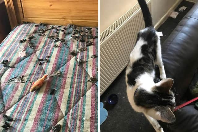 The surviving cat was also starving, and they had been living in squalid conditions (NationalWorld/RSPCA)