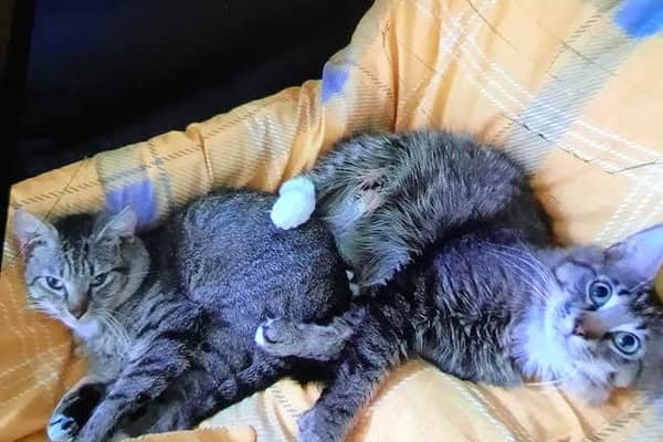 The two cats both found dead by the RSPCA in happier times (RSPCA/Supplied)