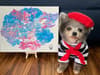 Pomcasso: The little dog with a heart condition selling paintings to fund lifesaving surgery