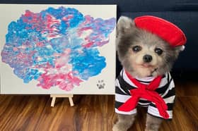 Pomcasso: The little dog funding its own heart surgery with paintings
