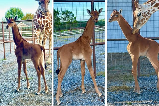 An extremely rare spotless baby giraffe has been born at a Tennessee Zoo (NationalWorld/Bright's Zoo)