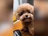 ‘Super cute’ dogs who look like they’re always smiling gain more than 160,000 TikTok followers
